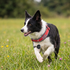 Matera - 1.25" Zero Monthly Fees Dog GPS Tracker With Apple Find My Support